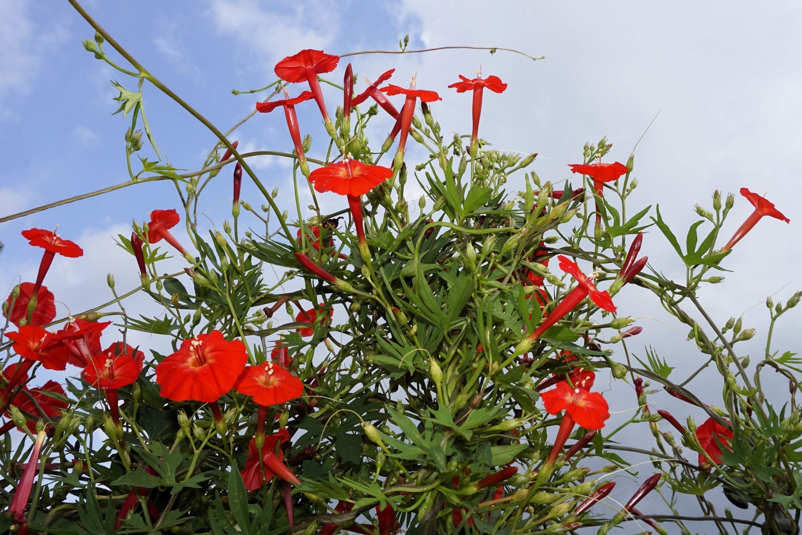 30 CARDINAL CLIMBER VINE Ipomea Quamoclit Red Flower Seeds