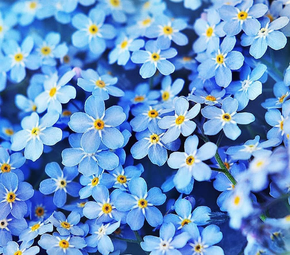 Forget Me Not Seeds – 5000 Flower Seeds – Perennial Ground Cover Seed for Tulips