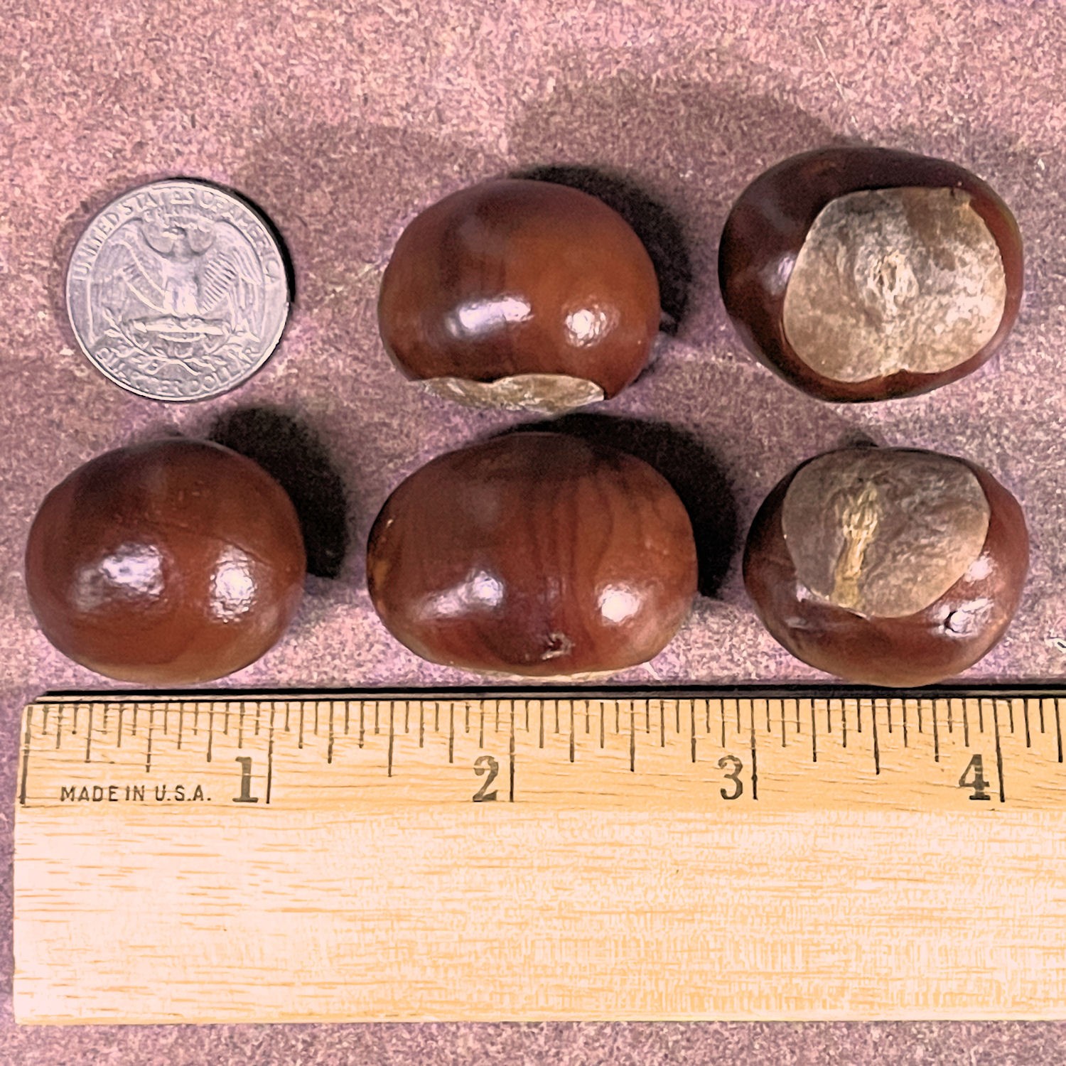 24 European Horse Chestnut Buckeye Seeds Aesculus Hippocastanum Conker Nut Tree