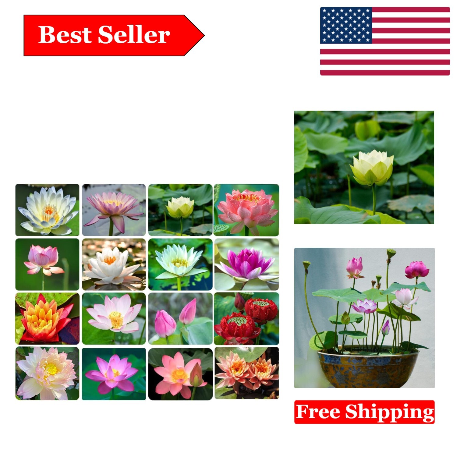 30pcs Lotus Seeds for Bonsai & Water Gardens – Non-GMO, Easy to Grow Aquatic …