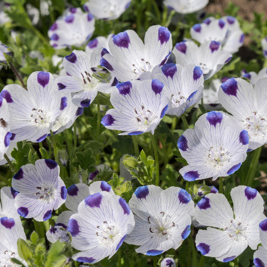 1oz Five Spot Flower Seeds Nemophila maculata (Approx 4600 Seeds)