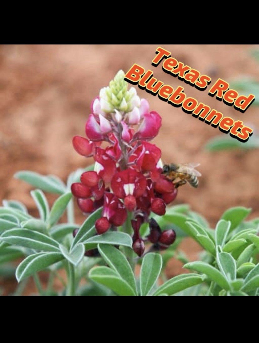 MAROON RED TEXAS BLUEBONNET Lupinus Texensis – 100 Bulk Seeds