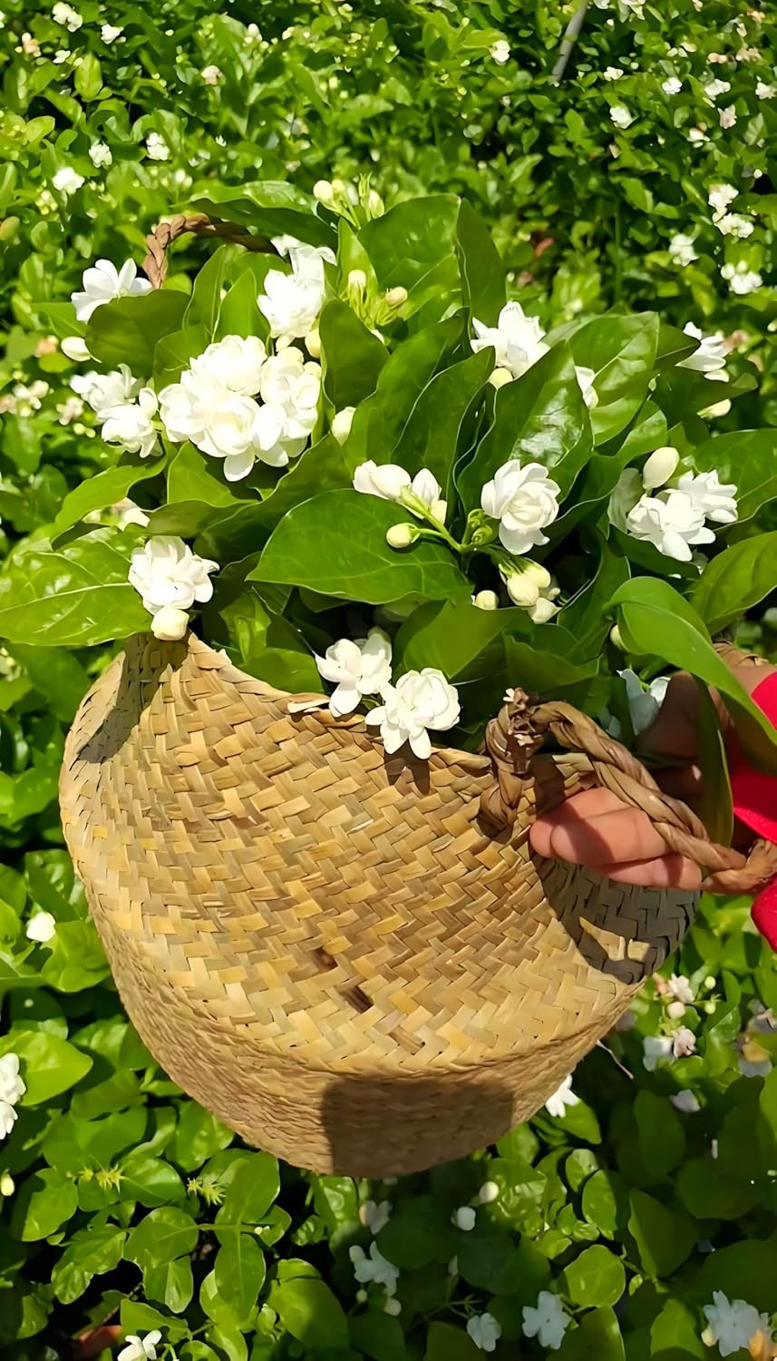 50 Pcs Jasmin Seeds for Planting Fragrant Flower Home Jasmin1