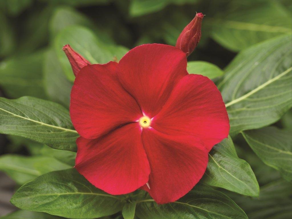 Vinca Seeds 25 Seeds Vinca Cora Red Annual Seeds