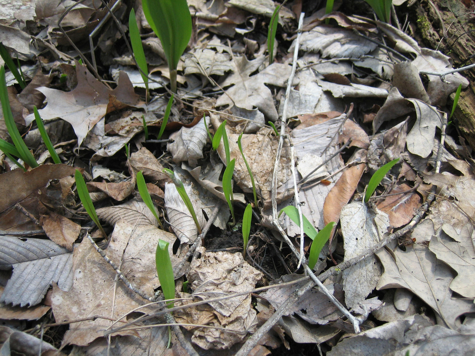 SUPER SALE 2023 RAMP SEEDS 11,200 SEEDS WILD LEEK 1/2 lb. ALLIUM TRICOCCUM
