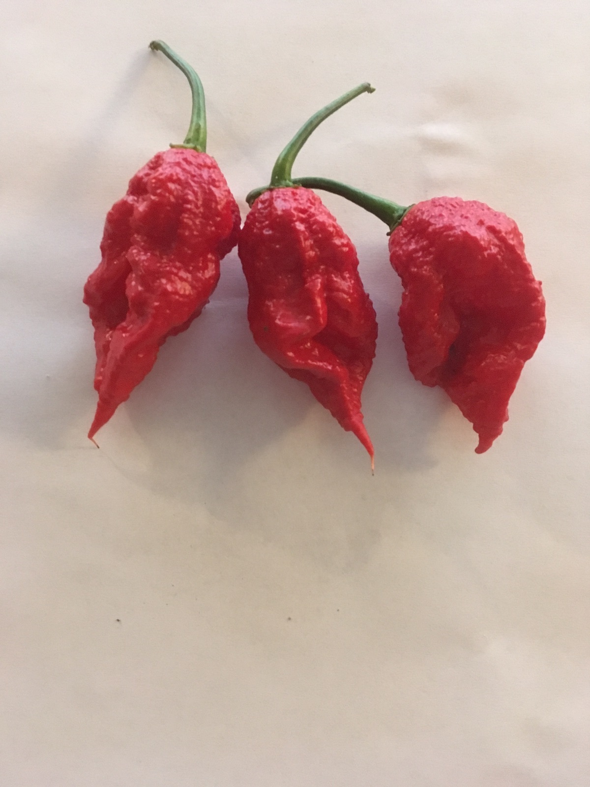 5 STRAIN EXTREME HEAT COMBO! RARE PEPPER SEEDS – SUPER HOTS – GARDEN FRESH  2024
