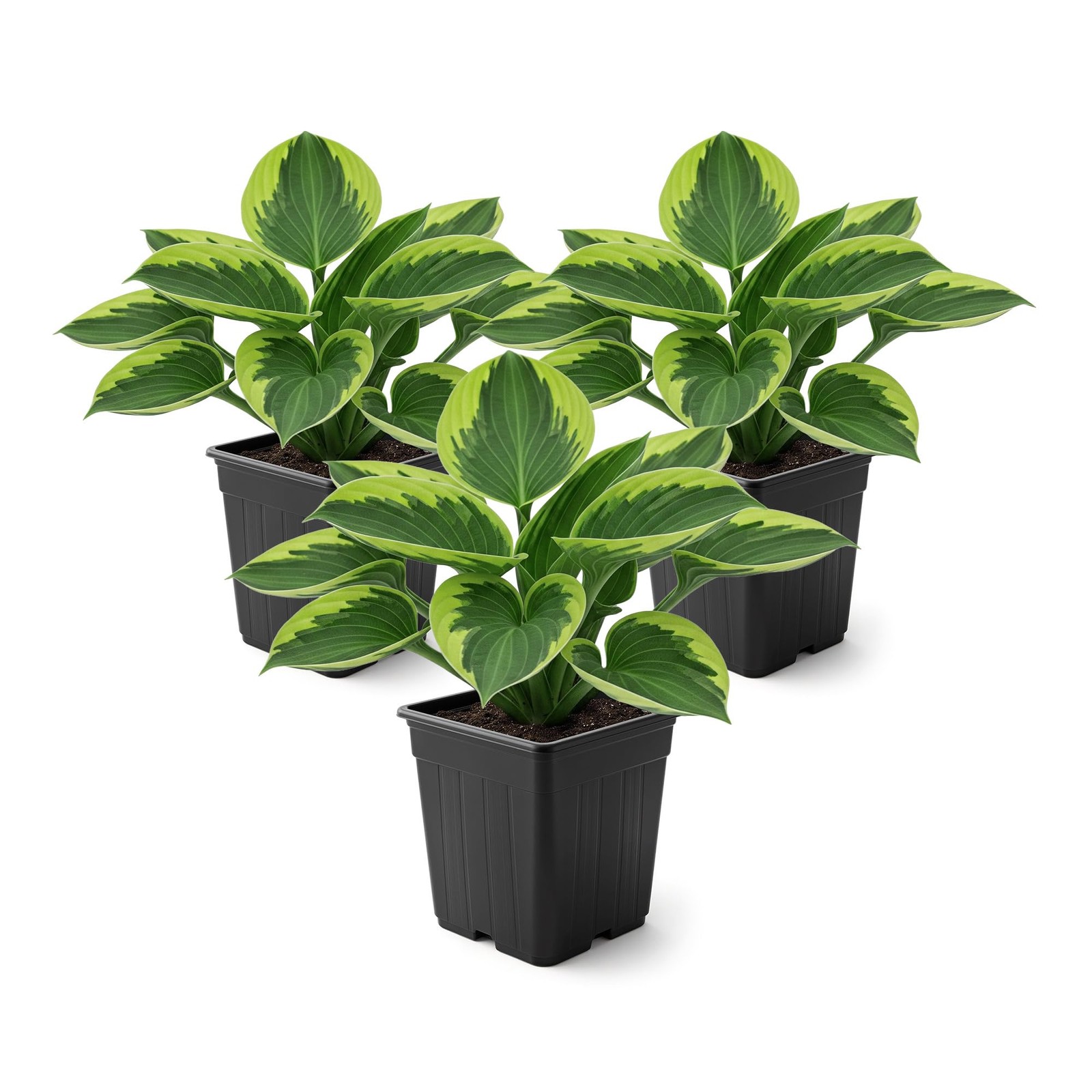 “Golden Tiara Hosta Plants 3 Pack, 10″ Tall, 1 Qt Pots for Garden Accents”