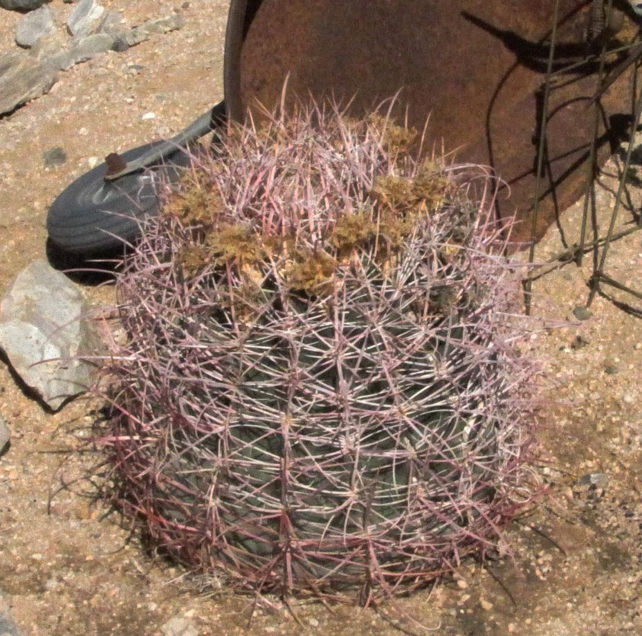 POPCORN RED BARREL CACTUS 20 SEEDS