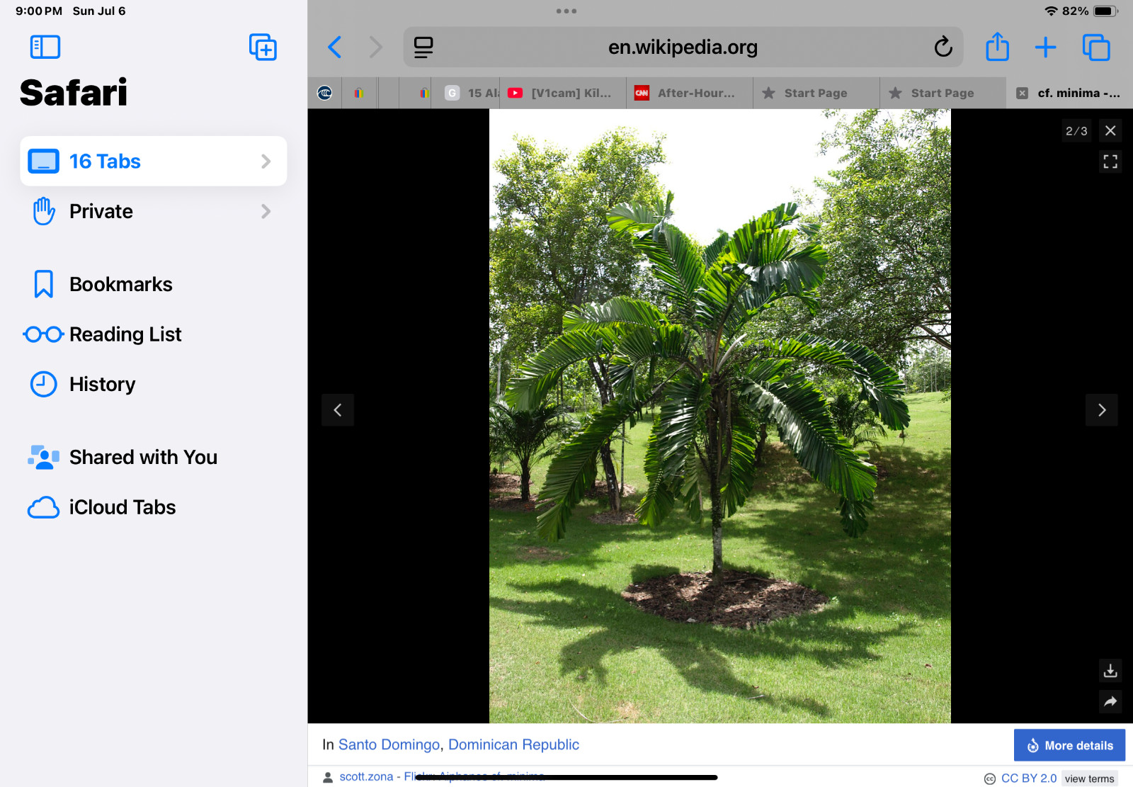 *** 10***RARE***Fresh seeds***AIPHANES MANIMA***palm seeds***HAWAII***