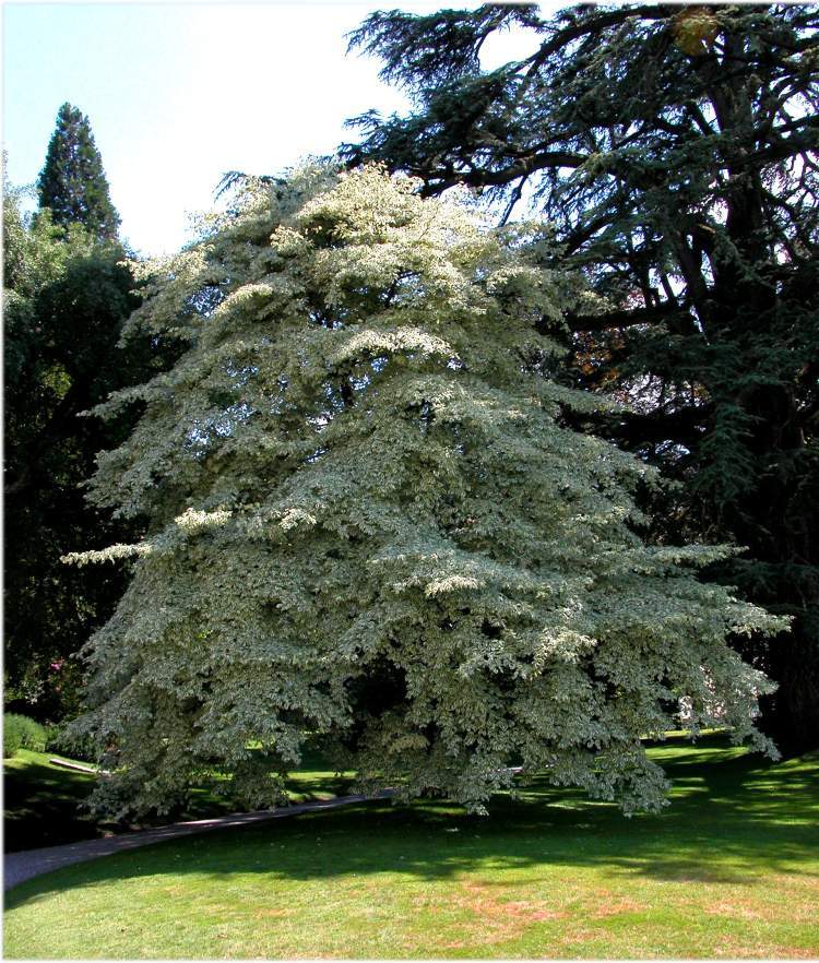 Giant Dogwood, Cornus controversa, Tree Seeds (Fast, Fall Color, Hardy, Showy)