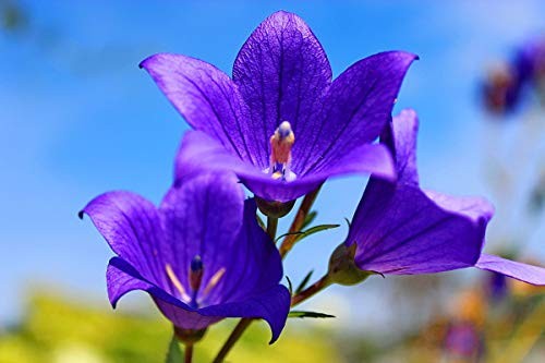 Tussock Bellflower Seed Mix Blue and White 1000 Seeds for Planting Campanula