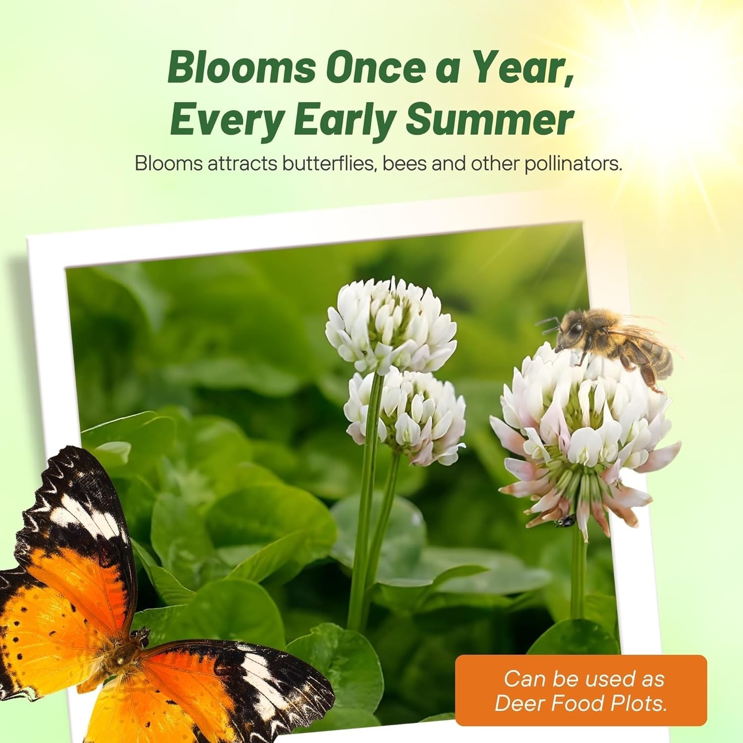 Quick-Germinating White Clover Seed – 1/4 lb for Lush Lawns & Erosion Control