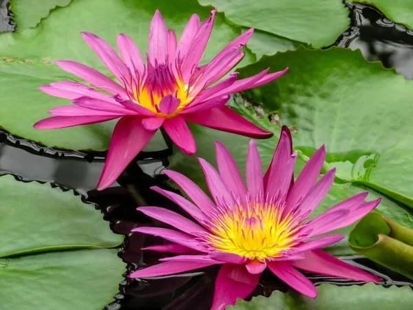 Bowl Lotus Seeds, 35+ Non-GMO Mix Water Lily Seeds, Water Plants for Indoor B…