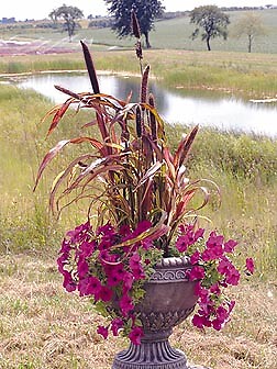 Millet Ornamental Jester 100 seeds