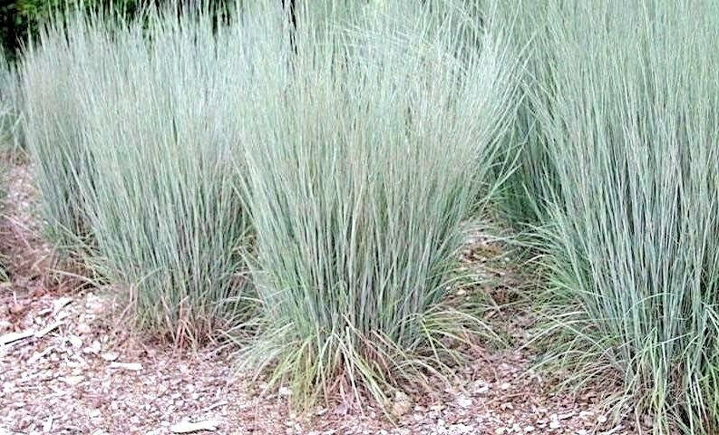 501+ LITTLE BLUESTEM Seeds Native Prairie Grass Ornamental Perennial Fall Colors