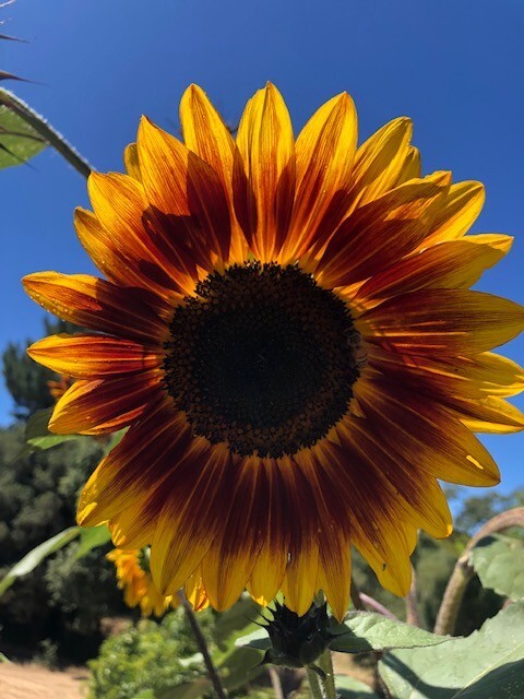 Yellow and orange tall multiple head sunflower seeds (30 seeds)