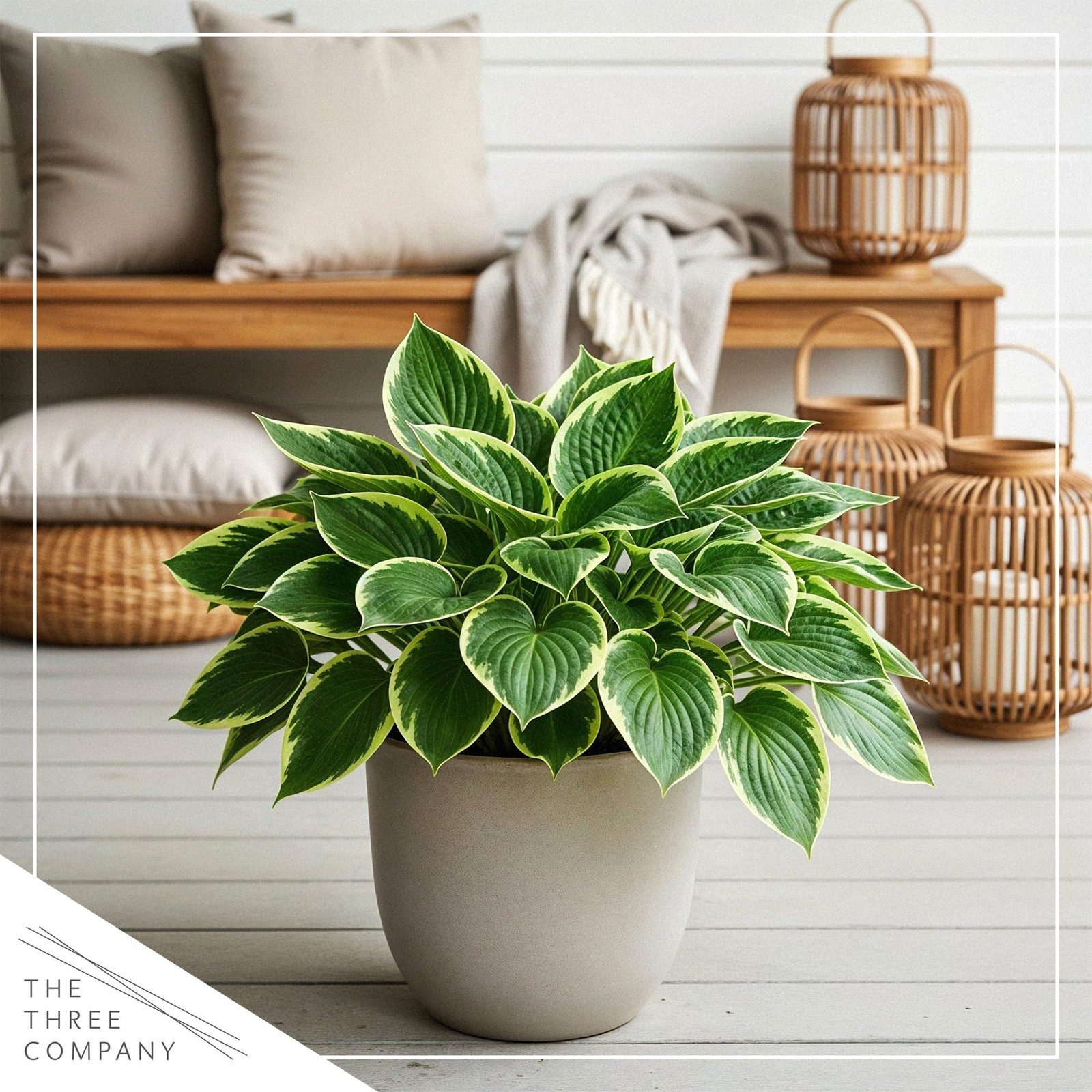 “Golden Tiara Hosta Plants 3 Pack, 10″ Tall, 1 Qt Pots for Garden Accents”