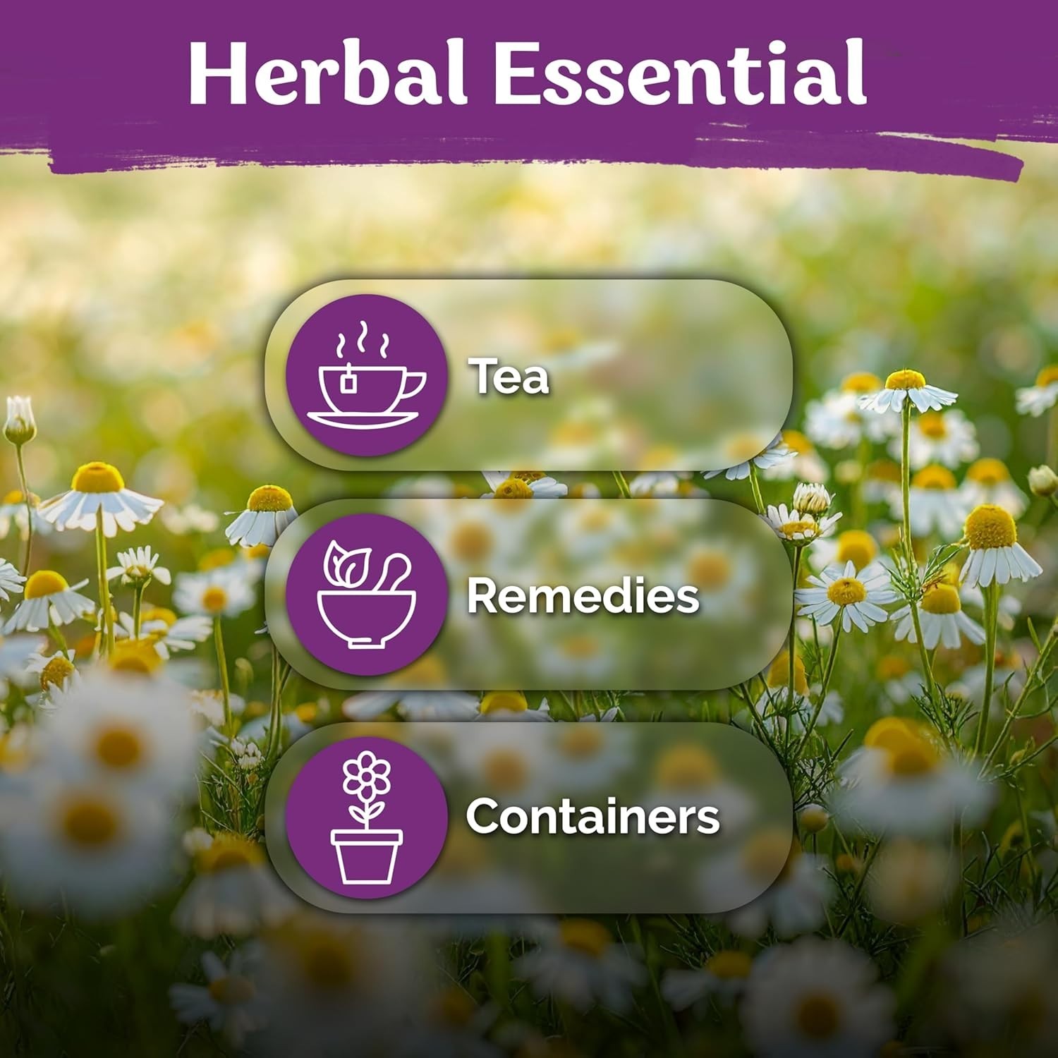 2500 Heirloom German Chamomile Seeds – Organic Medicinal Herb for Tea & Remedies