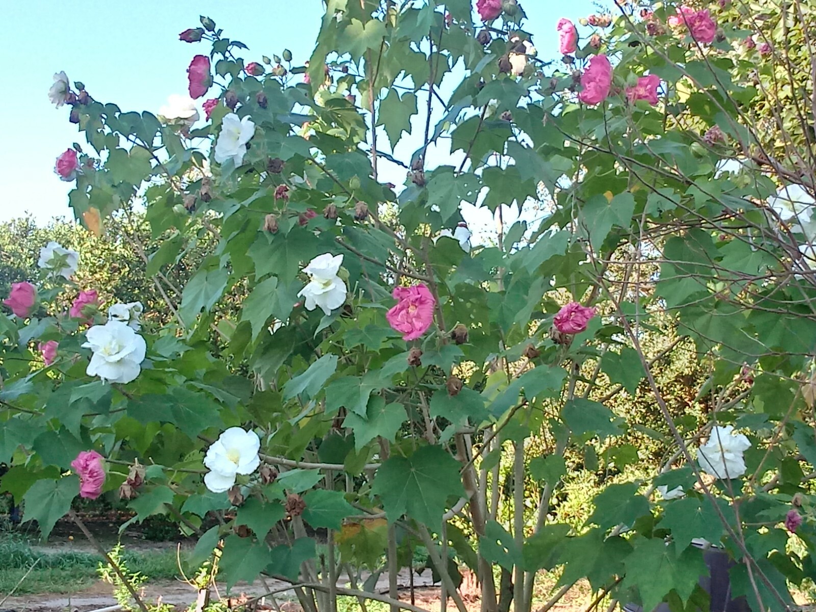One Dozen Seeds: Southern Confederate Rose Hibiscus Mutabilis Dixie Rosemallow