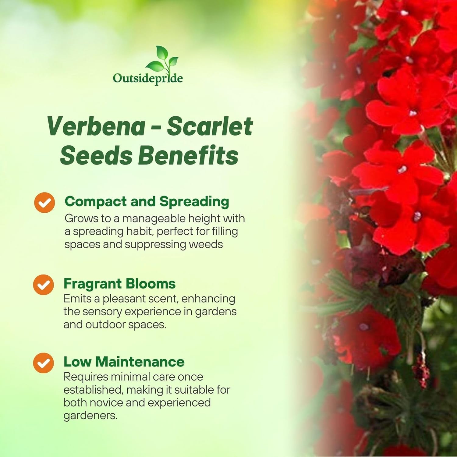2000 Seeds Verbena Seed – Verbena Hybrida Scarlet Ground Cover Seeds