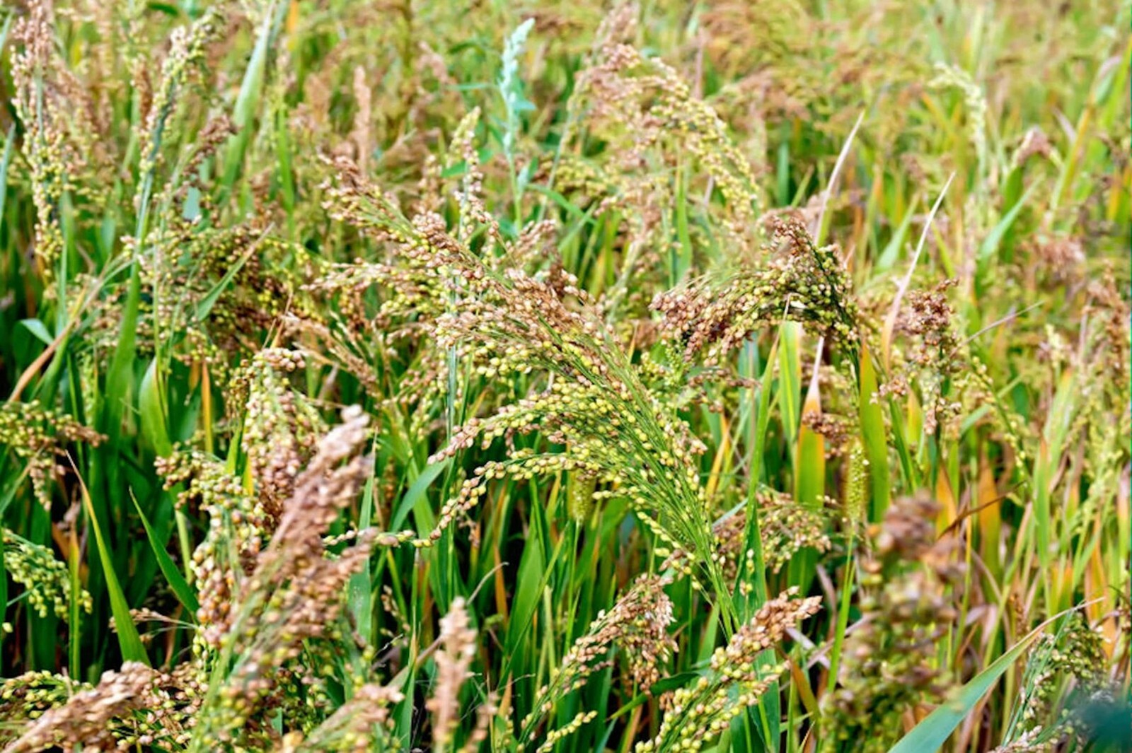 500 Heirloom SEEDS -White Proso Millet -Forage Crop -Ground Cover- Bird Seed