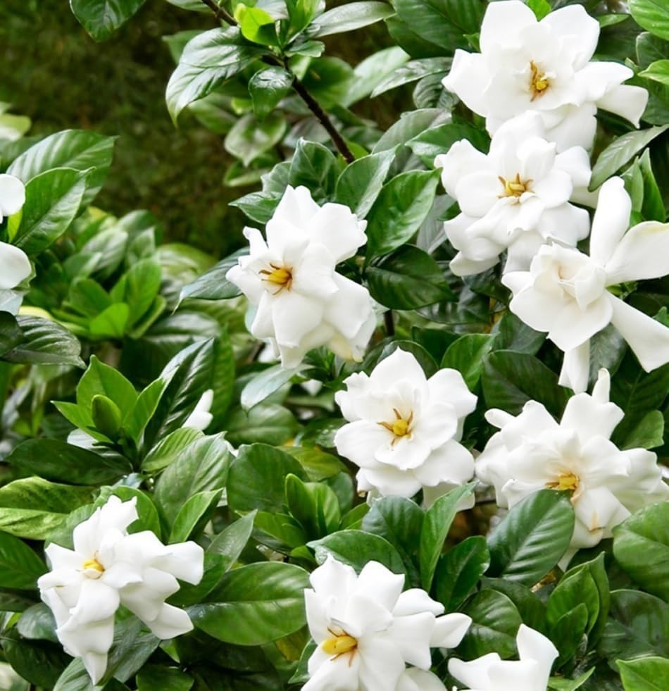 Perennial Gardenia Seeds (200+) – Transform Your Garden with Fragrant Blossoms