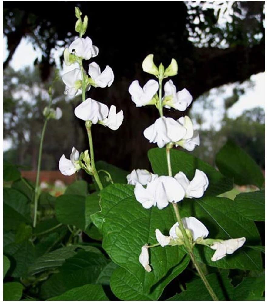 15+ WhiteHyacinth Bean Vine Seeds PLUS FREE GIFT 2025 CROP