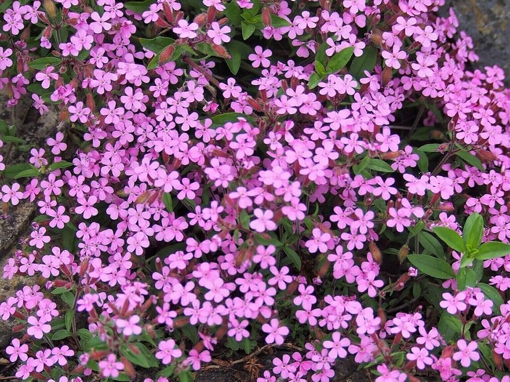 300pcs Pink Rock Soapwort Seeds Groundcover Trailing Container Baskets