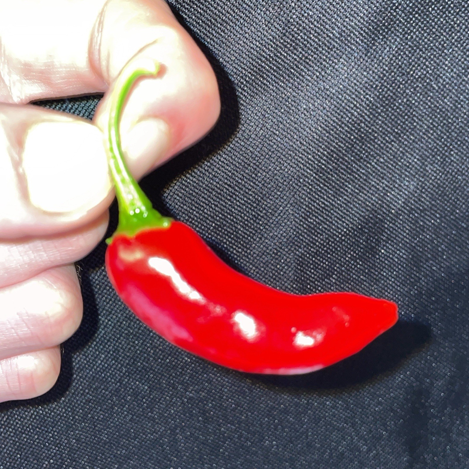 [FISH PEPPER] SEEDS •HISTORIC PEPPER• FREE SHIPPING!