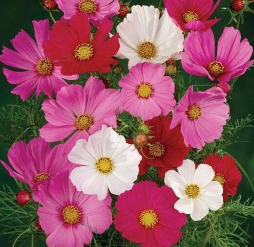 Cosmos Sensational Flower Mix – Seeds – Organic – Non Gmo – Heirloom