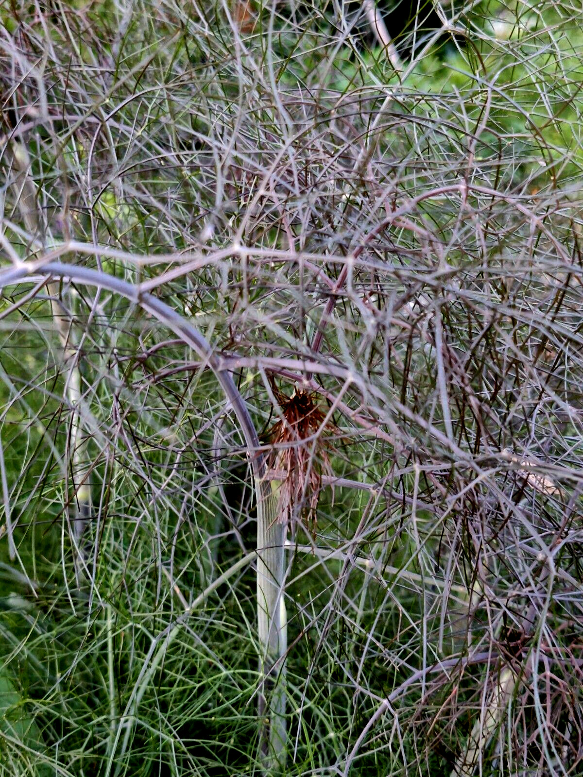 BRONZE FENNEL 100 SEEDS, DARK-PURPLE FOLIAGE, YELLOW FLOWERS, LICORICE FLAVER