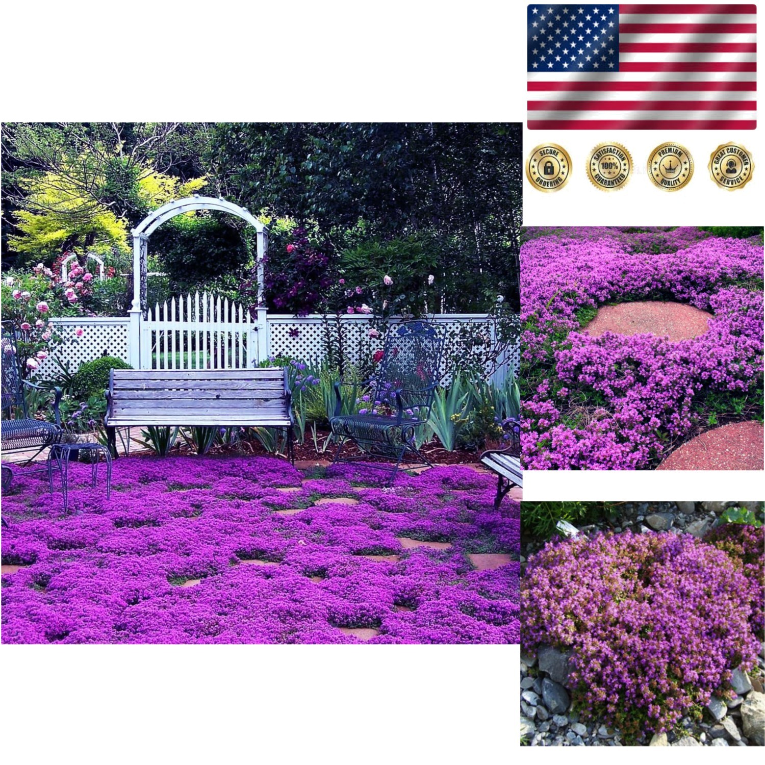 20000+ Magic Purple Creeping Thyme Seeds – Easy Growing Perennial Blooms