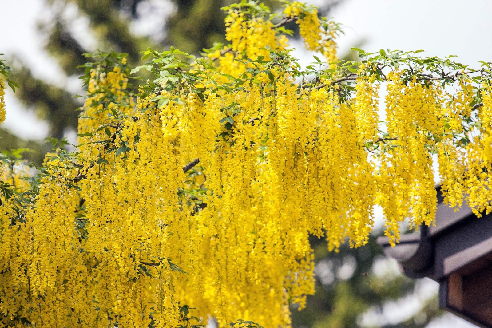 25 SIBERIAN PEASHRUB Caragana Arborescens Peatree Yellow Flower Vegetable Seeds