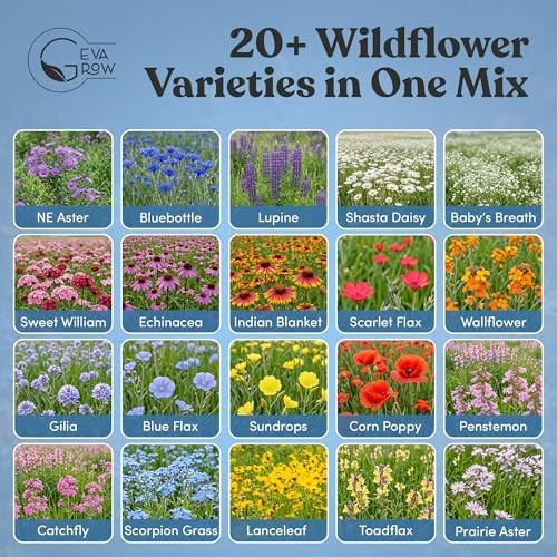 Northeast USA Wildflower Seed Mix – 100% Organic Non-GMO – 21 Varieties, 1 LB Tu