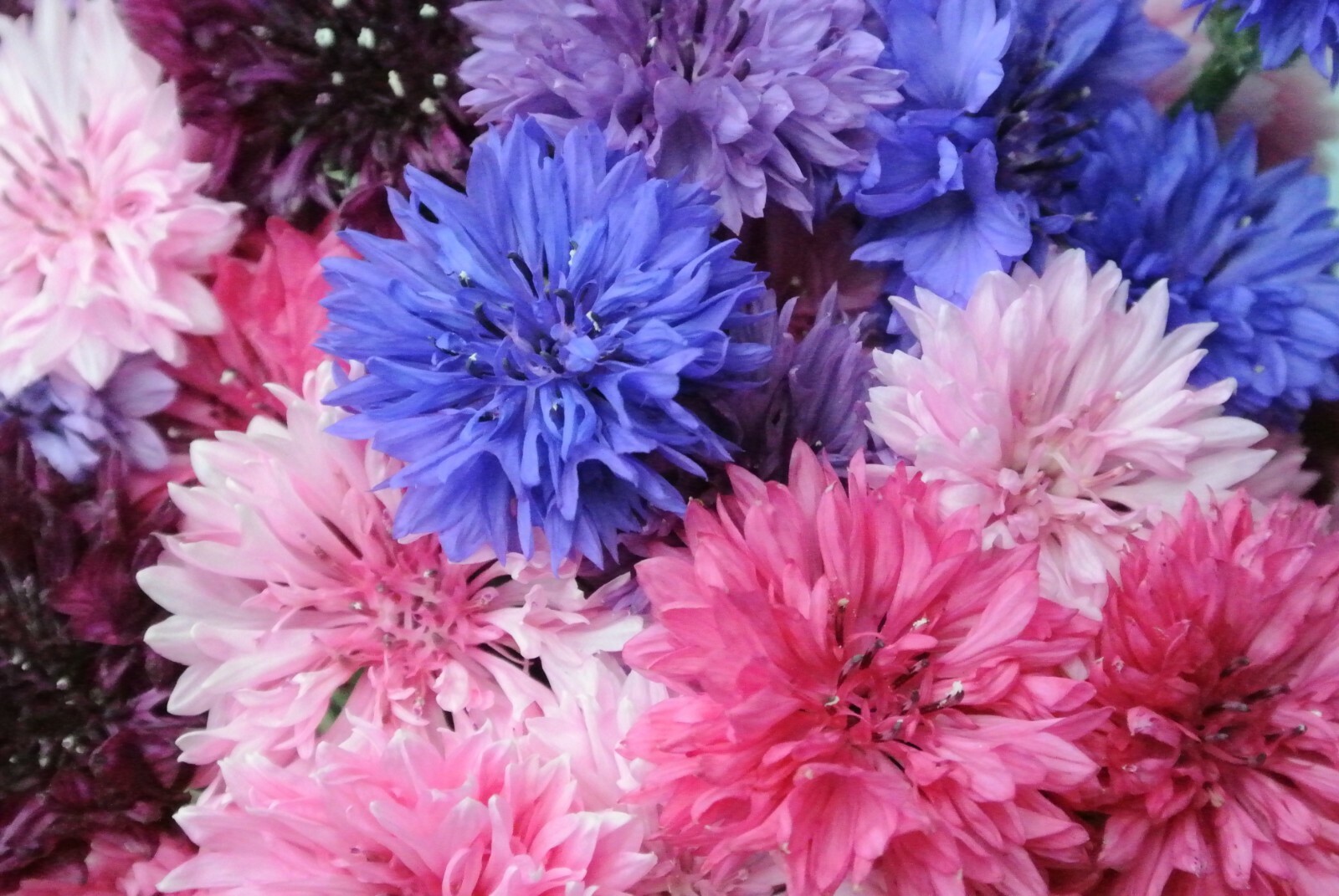 500+Pink CORNFLOWER Seeds Bachelor Button Cut Dried Flowers Garden Container