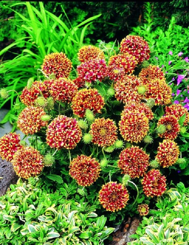 Gaillardia Seeds Gaillardia Sundance Bicolor 50 Seeds