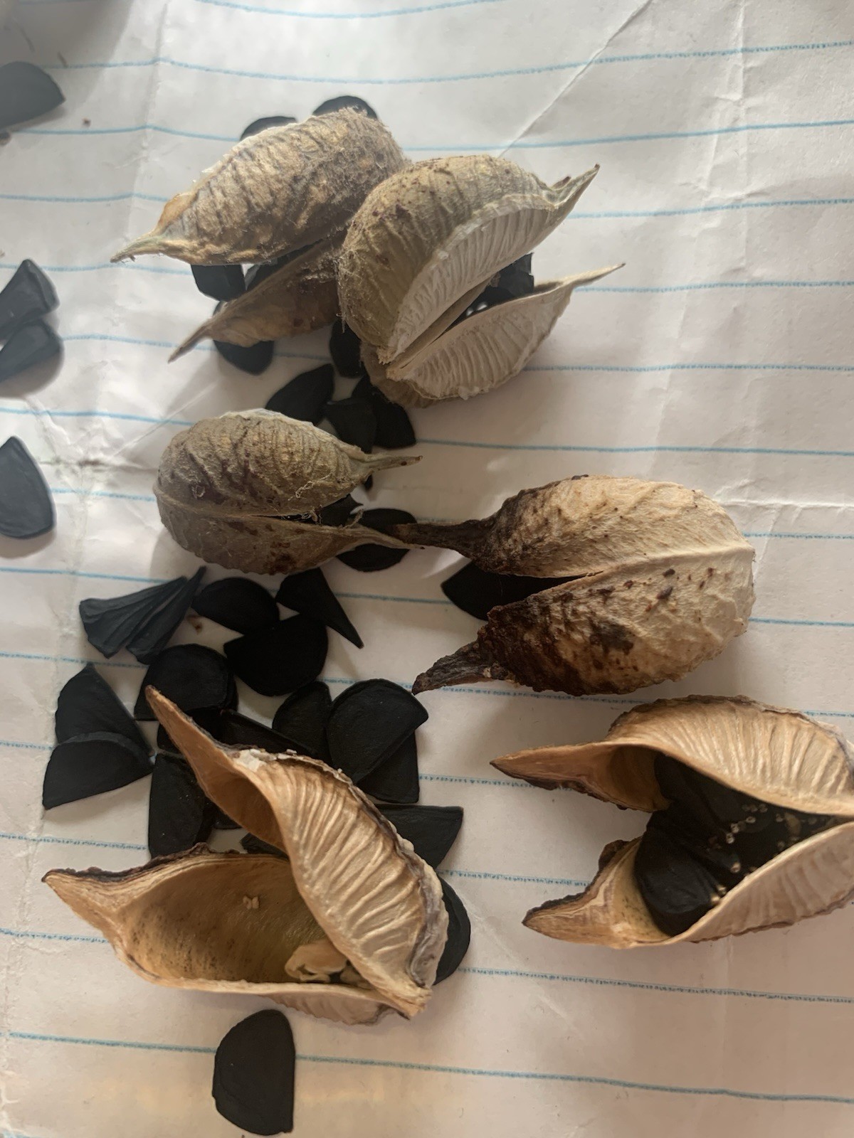 25+ Red Yucca Hesparola Parviflora Seeds