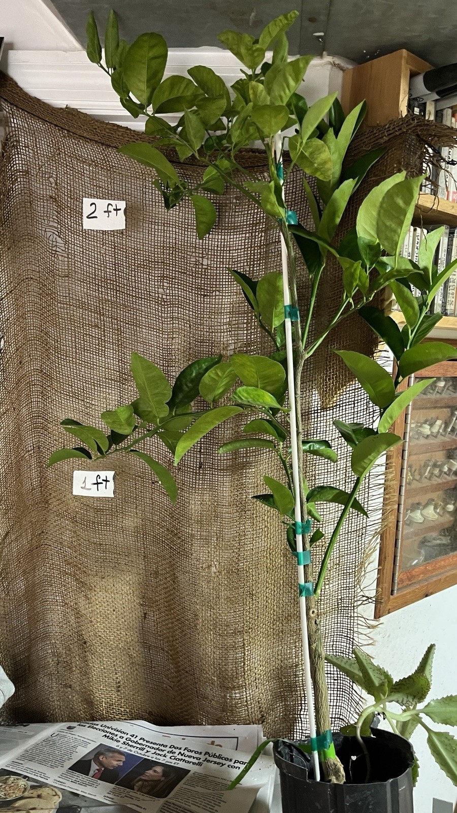 Exact plant Tango Mandarin Tree 2 feet tall, branched, grafted