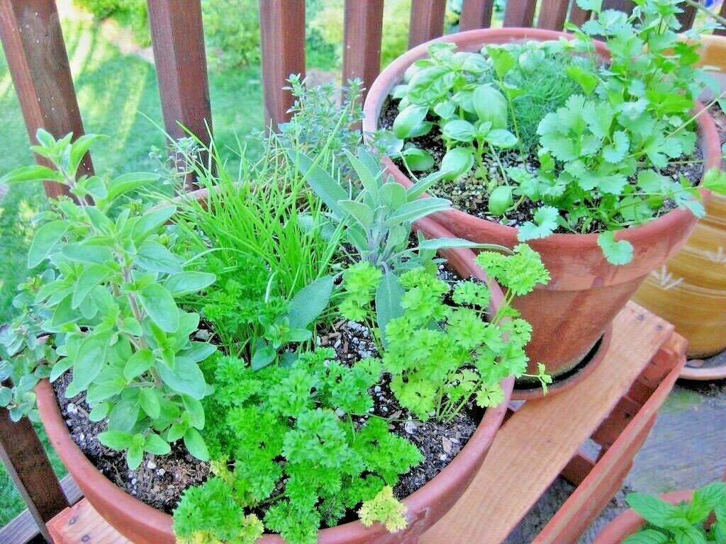 501+ITALIAN OREGANO Seed Organic Herb Patio Container Vegetable Garden Perennial