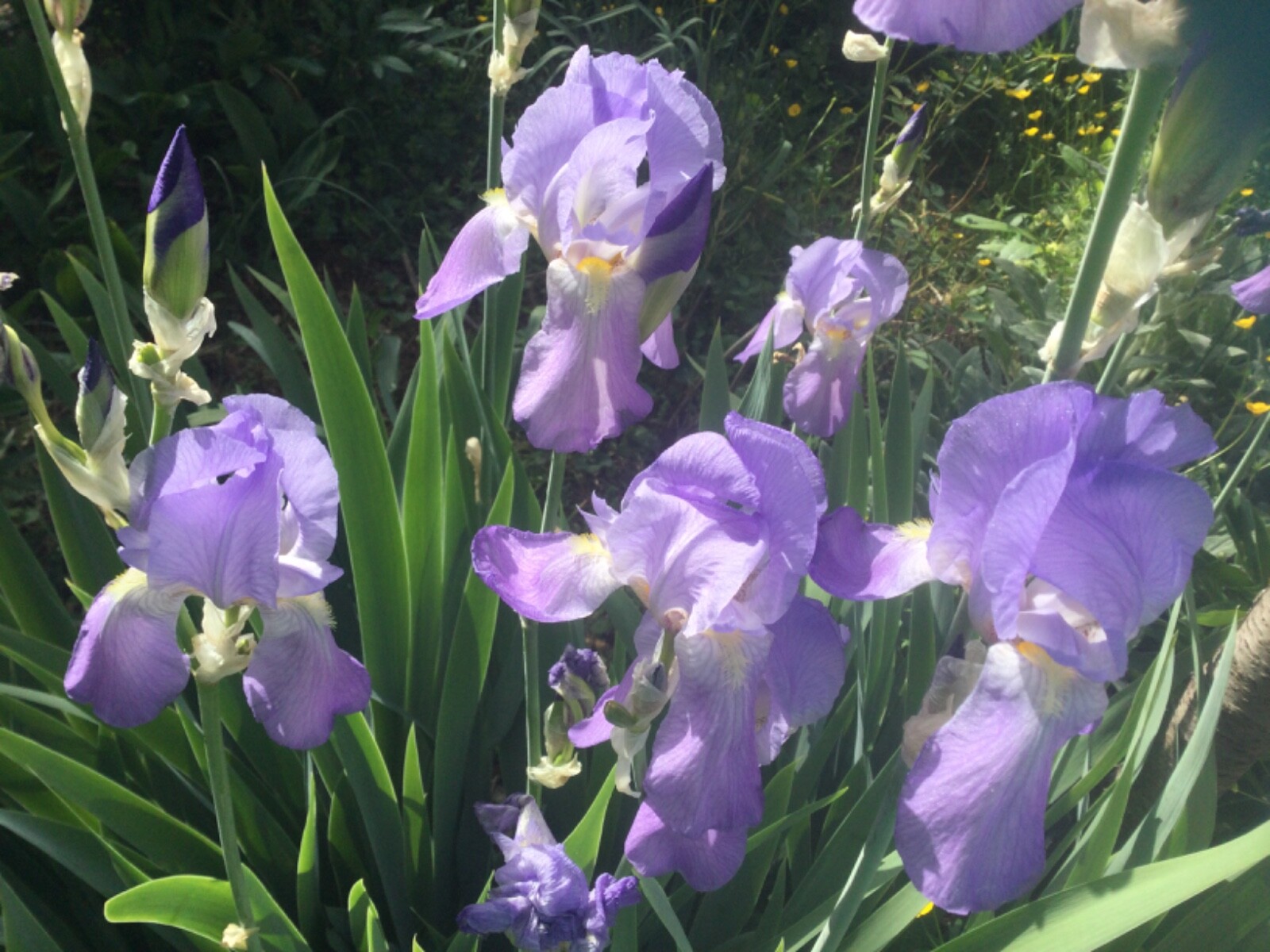 Fresh Dug- 3 XL Mature- Bloom Now- Tall Bearded Lavender Iris Rhizomes