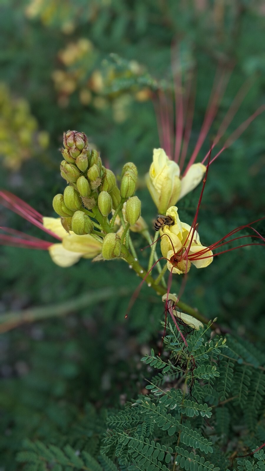 20 Desert Yellow Bird Of Paradise, Caesalpinia Gilliesii Seeds From Arizona