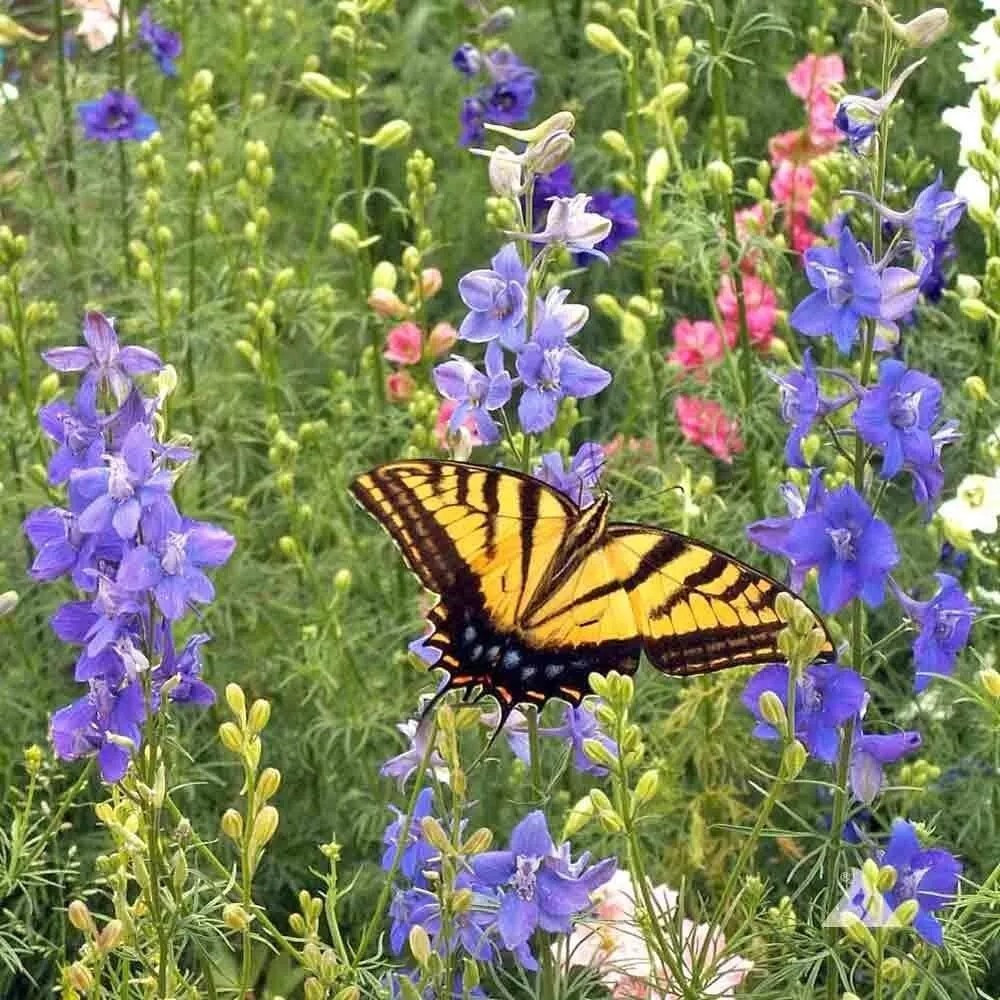 1000+ Wildflower Mix HUMMINGBIRD BUTTERFLY SEEDS – Perennials Annuals Heirloom