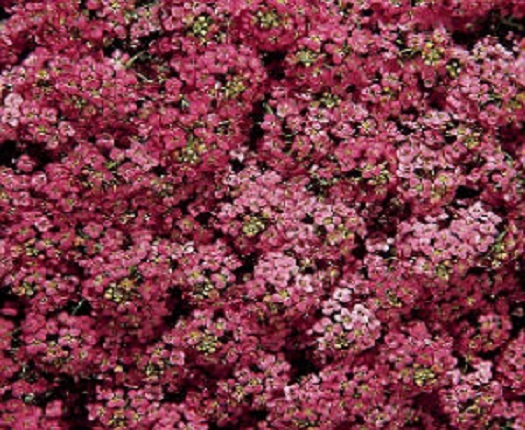 100 Alyssum Seeds Wonderland Deep Rose Ground Cover