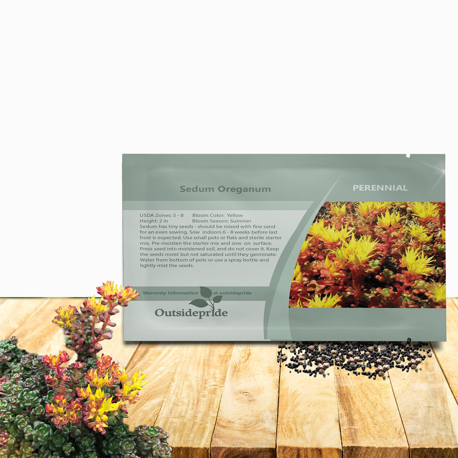 2000 Seeds Sedum Oreganum Stonecrop Seeds For Planting – Stonecrop Ground