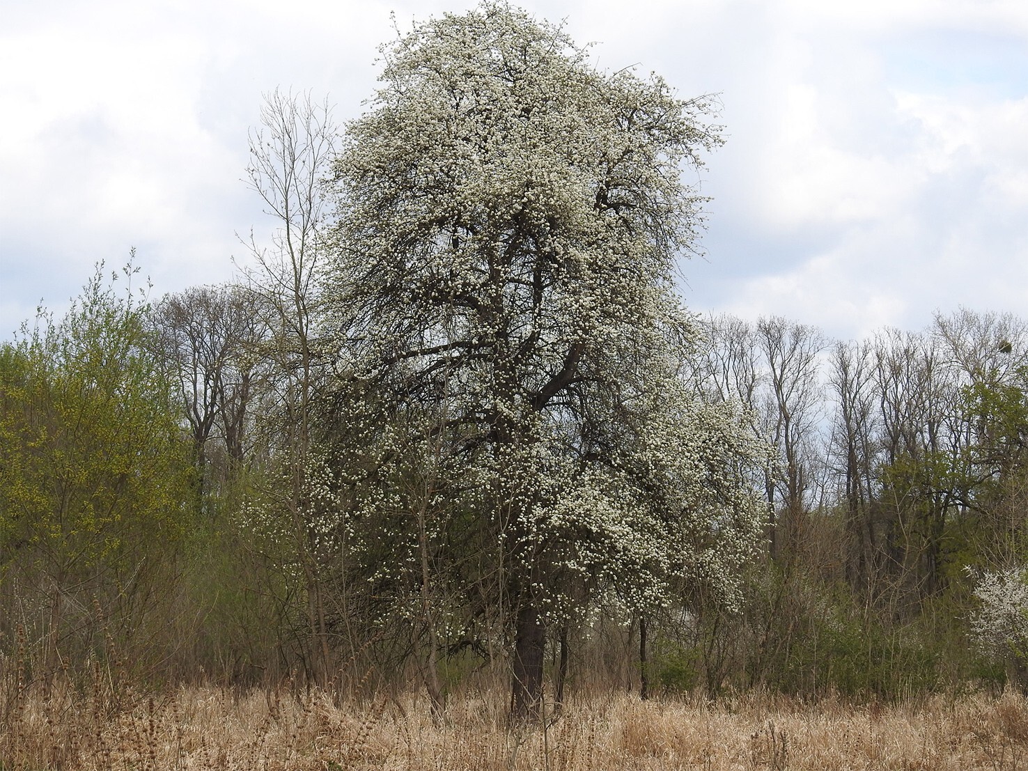 European Pear | Premium Seeds | Pyrus communis ‘Fruit’ | Plants’®
