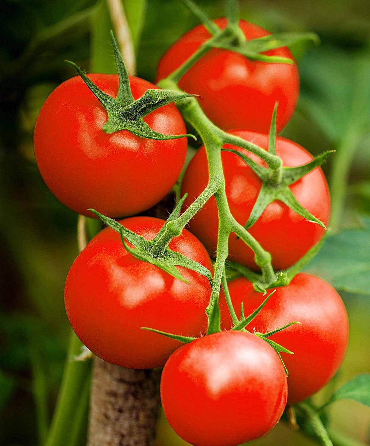 50+ HOMESTEAD HEIRLOOM TOMATO SEEDS – FRESH FOR YOUR VEGETABLE GARDENS