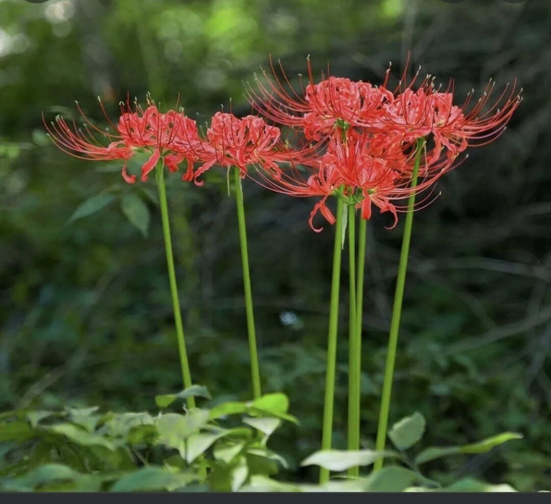 👒2 Red Spider Lily Bulbs – Magic lily ~Surprise Lily