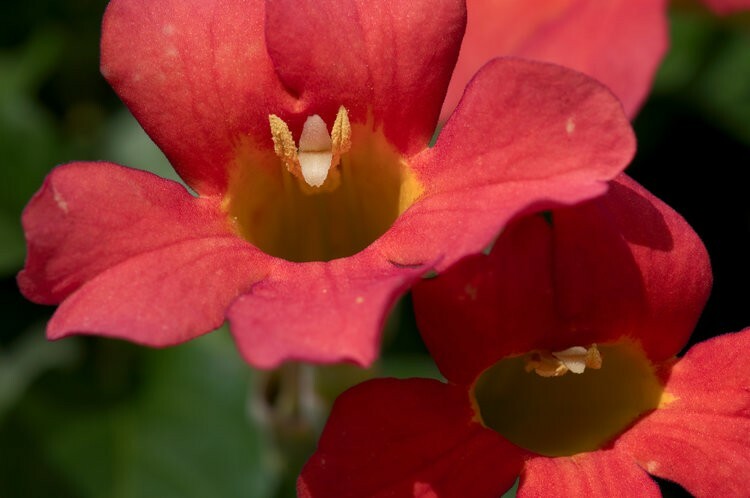 Trumpet Vine Seeds! Beautiful! Hummingbird Attractant! 25+ Seeds!