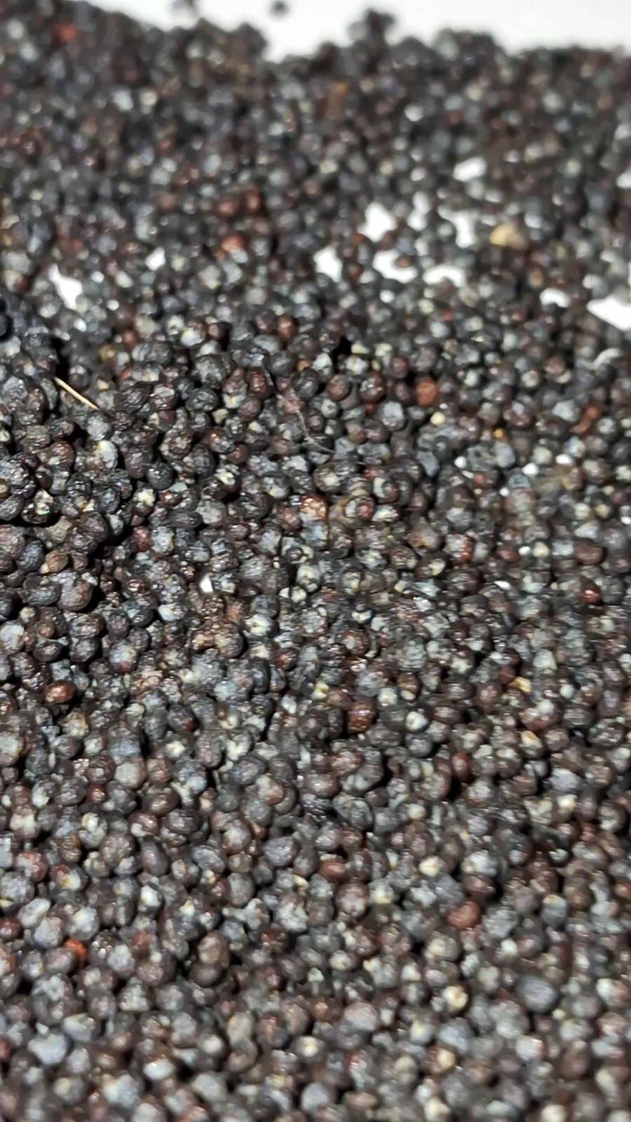 2500+ GIANT poppy seeds RARE STRATIFIED somniferum seeds BLOOMS DECORATIVE PODS