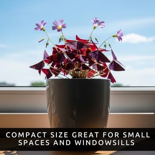 Purple Shamrock Bulbs 10 Count Indoor Outdoor Fast Growing Plant Good Luck